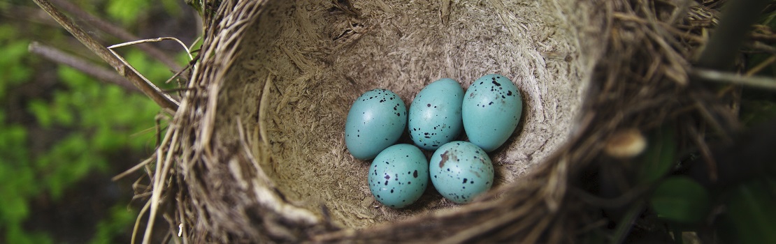 Four Reasons to Consider a Roth IRA